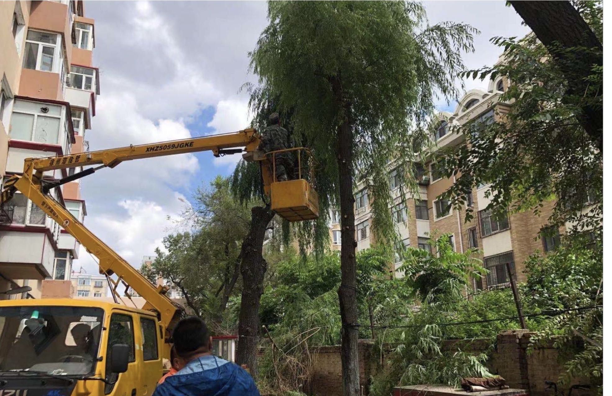 小區(qū)將對(duì)部分過(guò)高的樹木修剪
